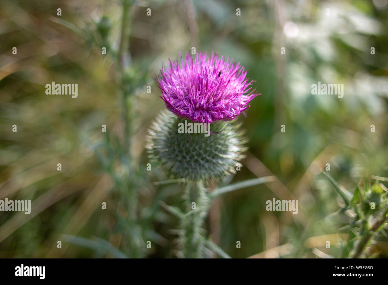 Abeille sur chardon des champs (Cirsium arvense) fleur pourpre 2. Abeille sur chardon des champs (Cirsium arvense) fleur pourpre. Focus sélectif et Banque D'Images