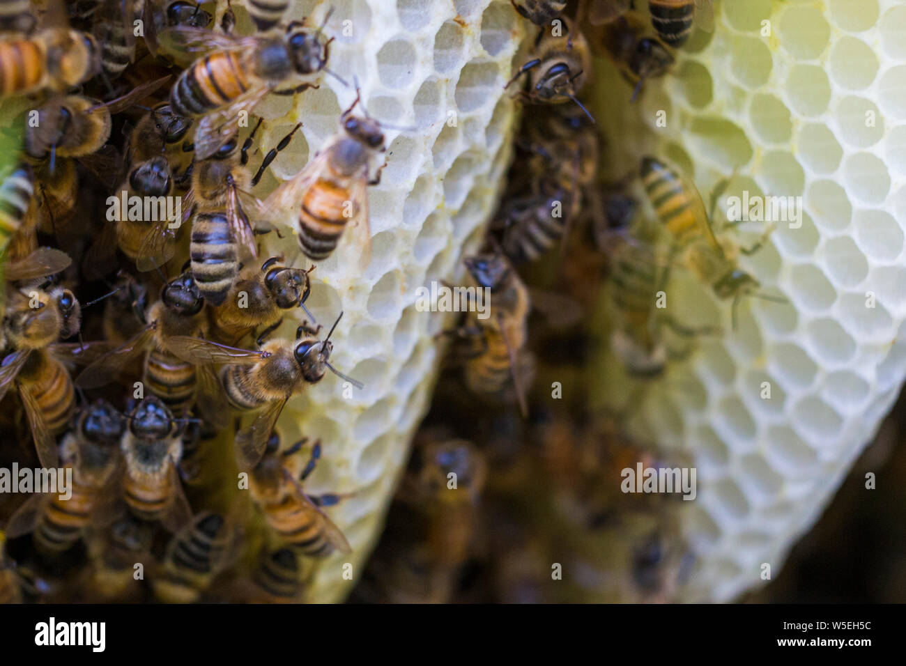 abeille à miel Banque D'Images
