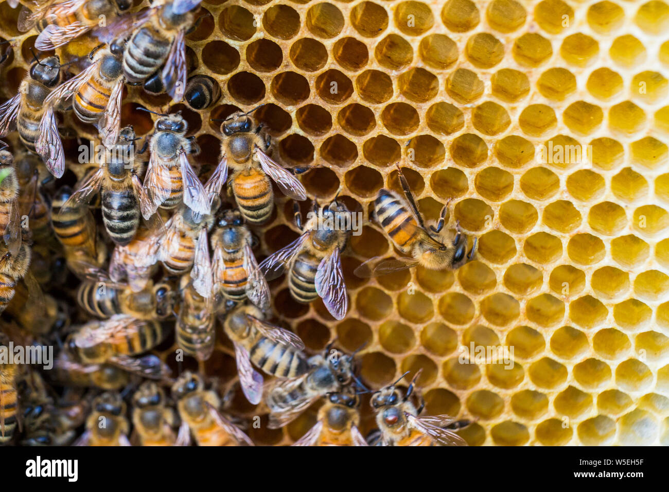 abeille à miel Banque D'Images