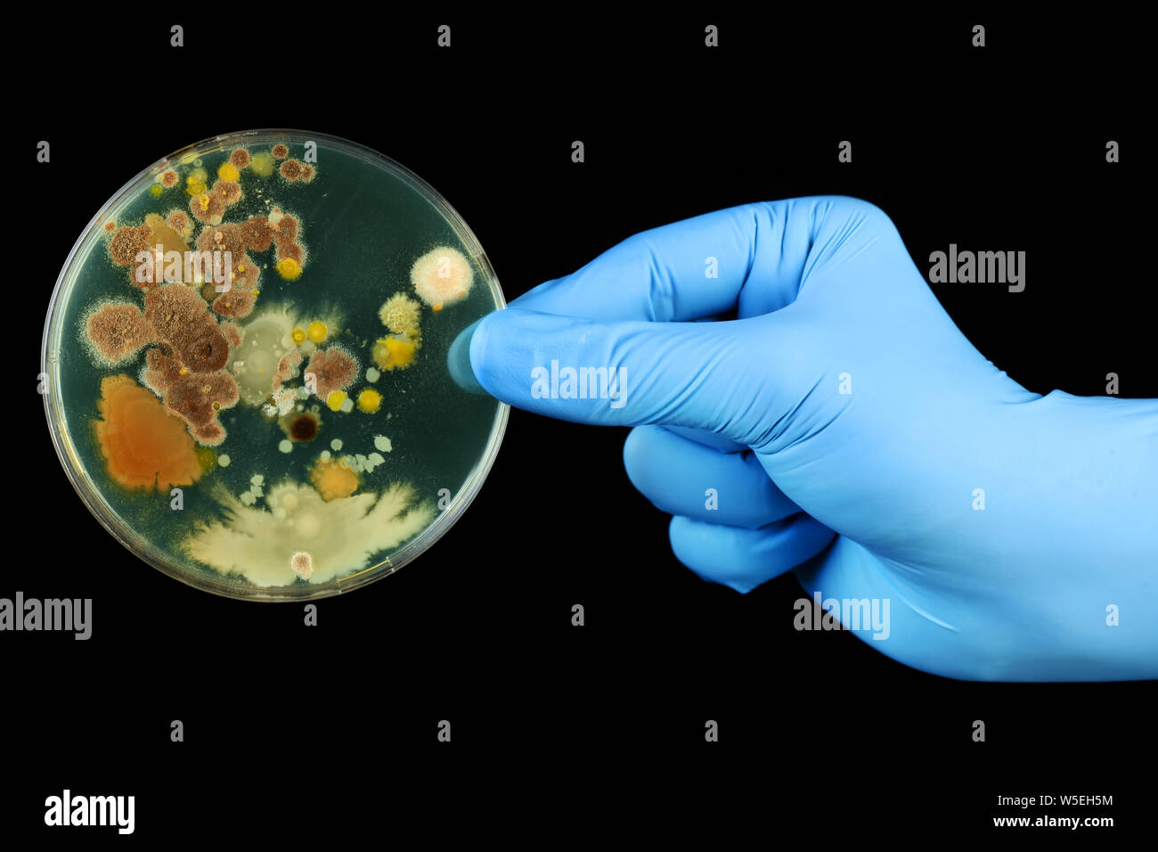 Gloved hand holding petri des bactéries Banque D'Images