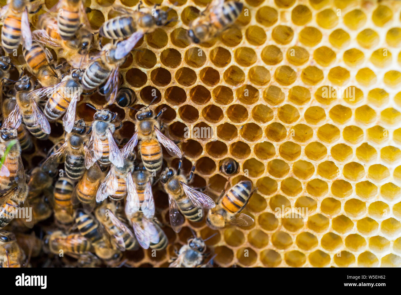 abeille à miel Banque D'Images
