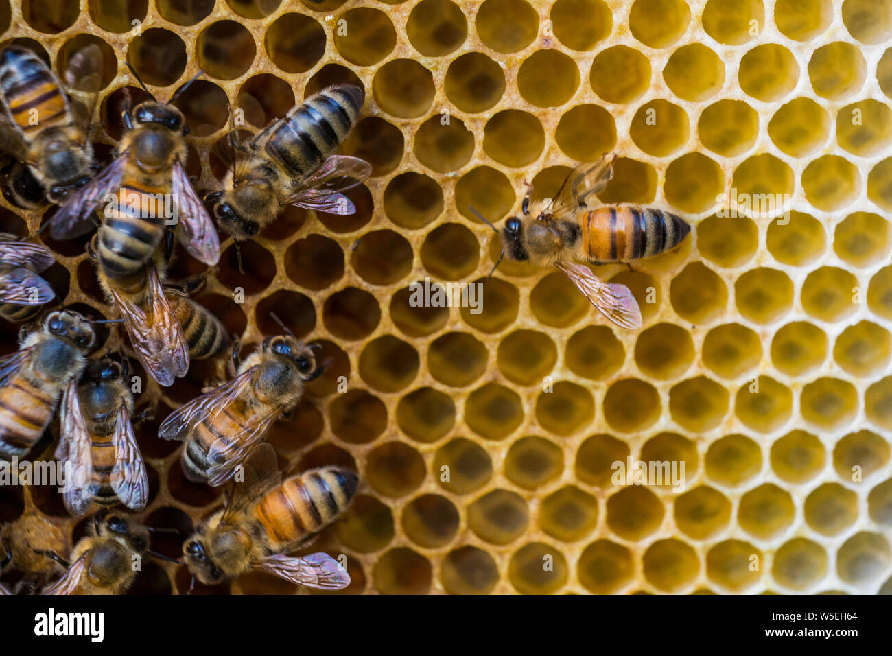 abeille à miel Banque D'Images