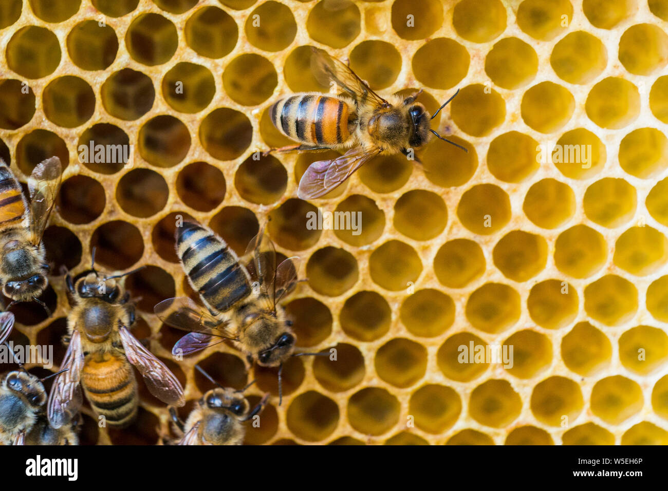 abeille à miel Banque D'Images