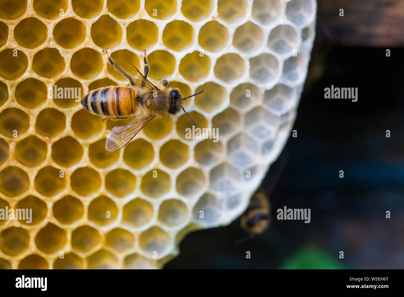abeille à miel Banque D'Images