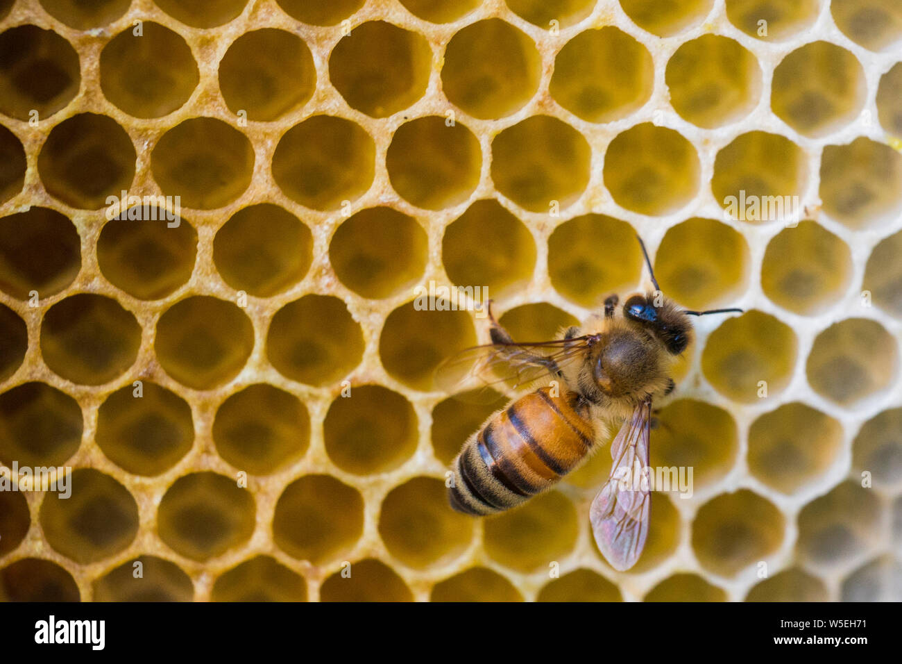 abeille à miel Banque D'Images