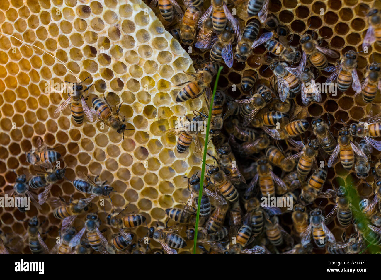 abeille à miel Banque D'Images