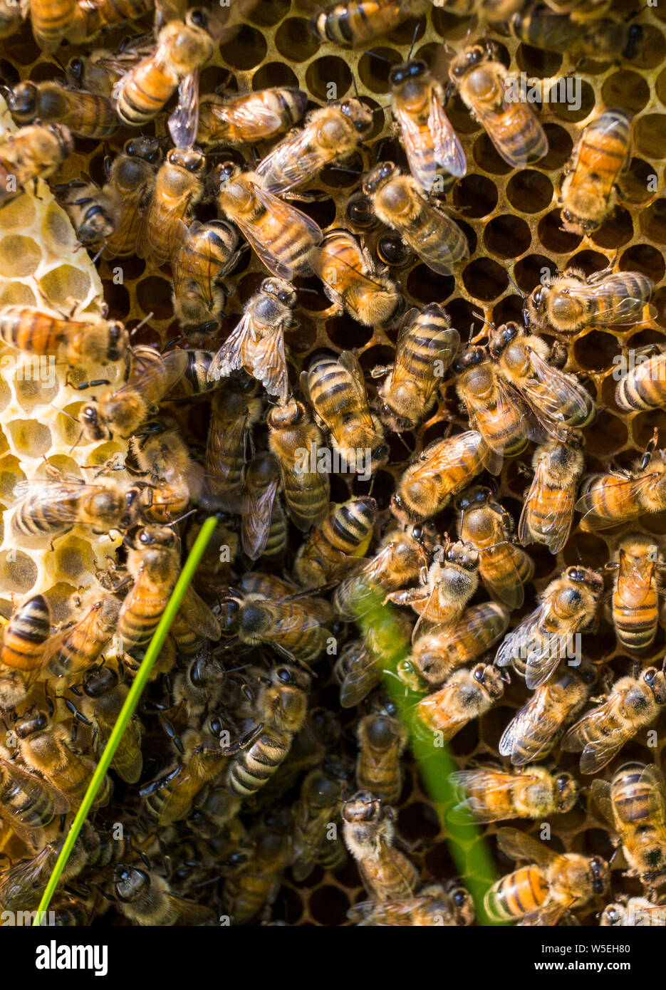 abeille à miel Banque D'Images