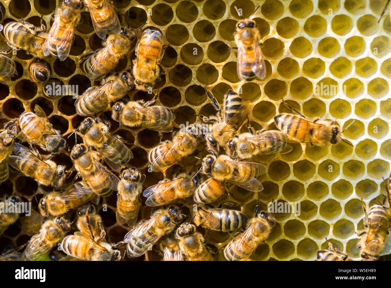 abeille à miel Banque D'Images