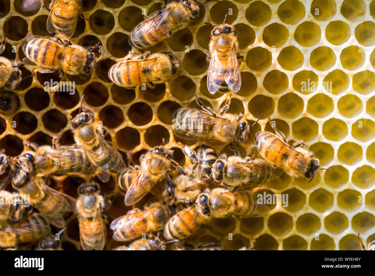 abeille à miel Banque D'Images