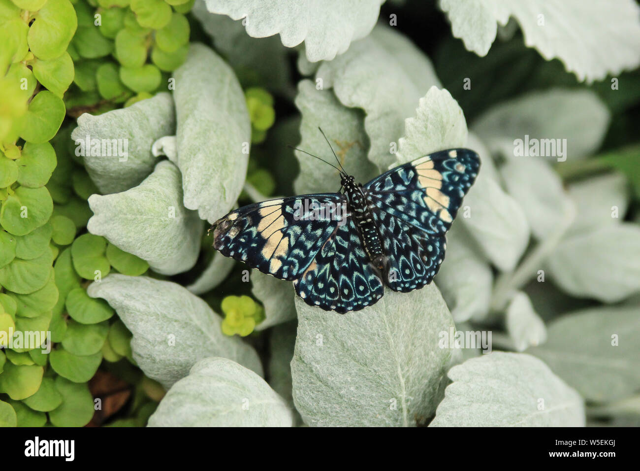 Cracker butterfly - Lion - amphinome avec ailes ouvertes Banque D'Images