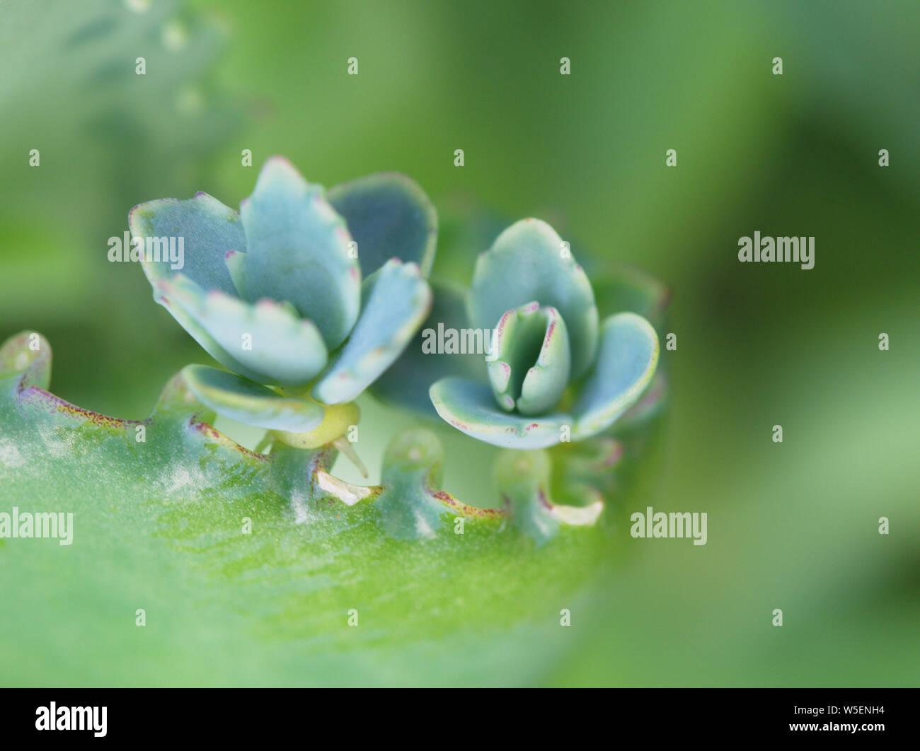 Kalanchoe pinnata, Close up of Kalanchoe pinnata plant,Close up Banque D'Images