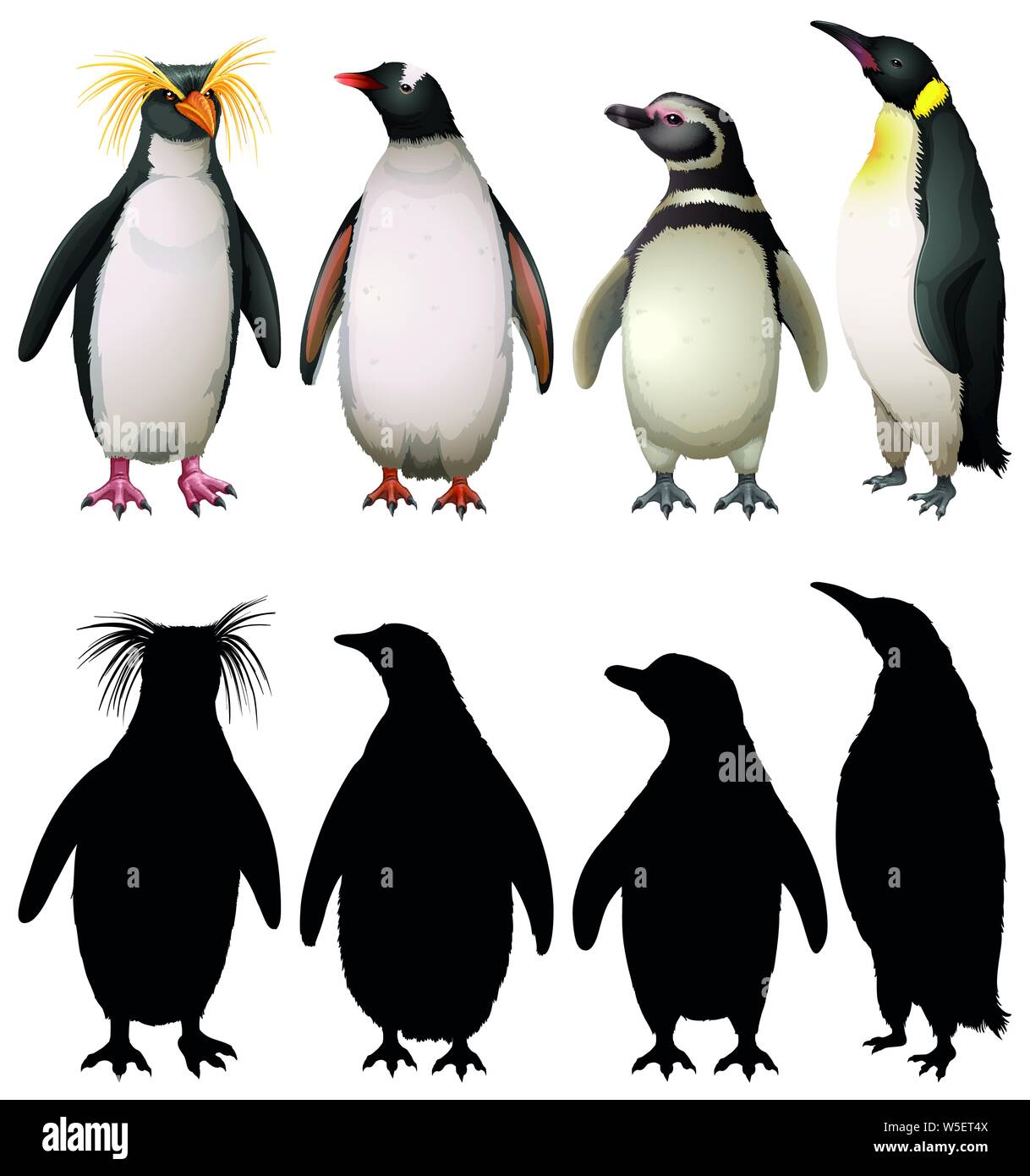 Silhouette, couleur et contours version de pingouins illustration Illustration de Vecteur