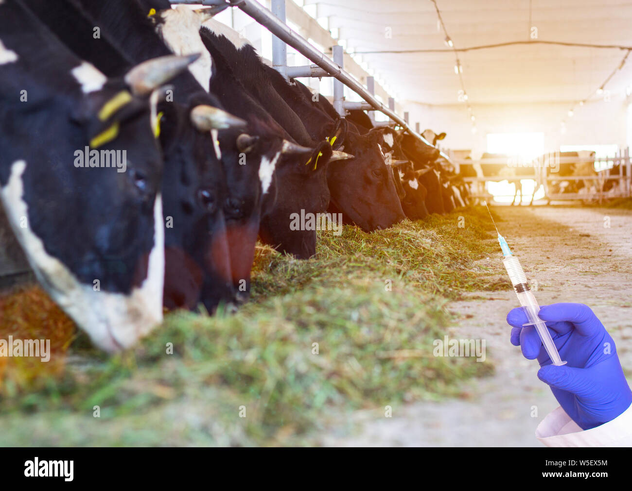 Doctor holding a syringe contre l'arrière-plan de vaches dans l'étable concept d'hormones de croissance et d'antibiotiques dans la viande bovine Banque D'Images