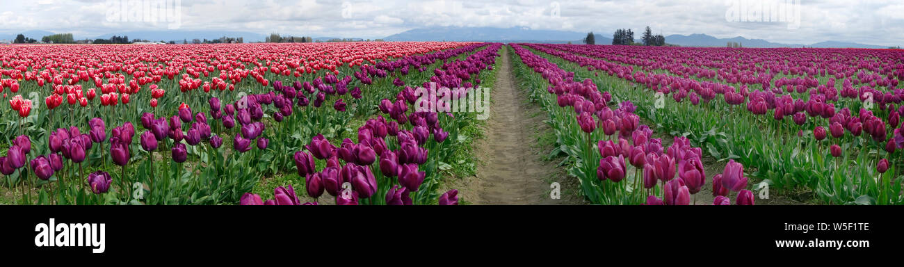 Champs de tulipes colorés dans la vallée de Skagit, État de Washington, États-Unis au printemps. Banque D'Images