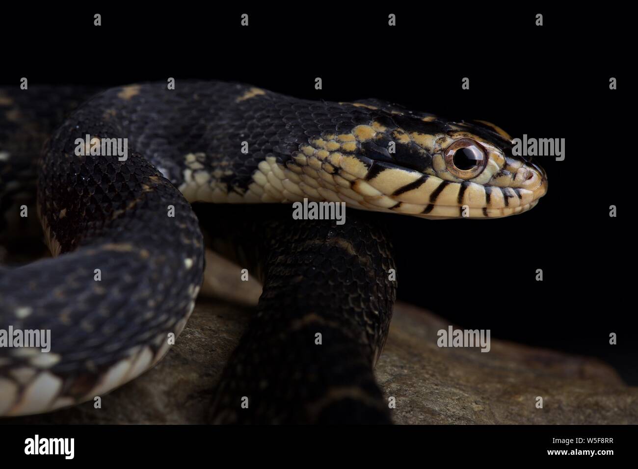 Floride serpent d'eau (Nerodia fasciata pictiventris) Banque D'Images