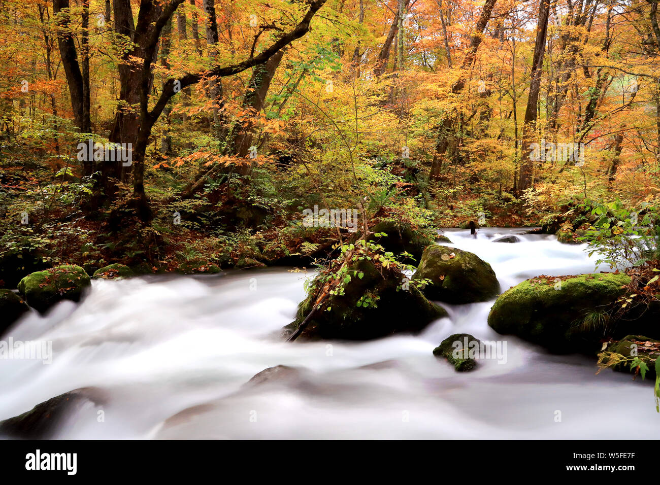 Cours d'eau qui coule à travers la forêt d'automne avec les feuilles tombées sur un sentier de randonnée à Oirase Towada Kamaishi Parc National, d'Aomori, Japon Banque D'Images