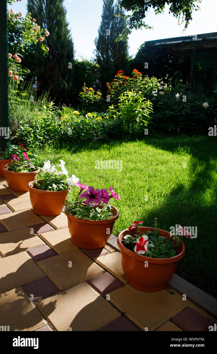 Pots à fleurs pétunia debout sur le terrain dans le jardin d'accueil à côté de l'herbe verte pelouse. Banque D'Images Pots à fleurs pétunia debout sur le terrain dans le jardin d'accueil à côté de l'herbe verte pelouse. Banque D'Images