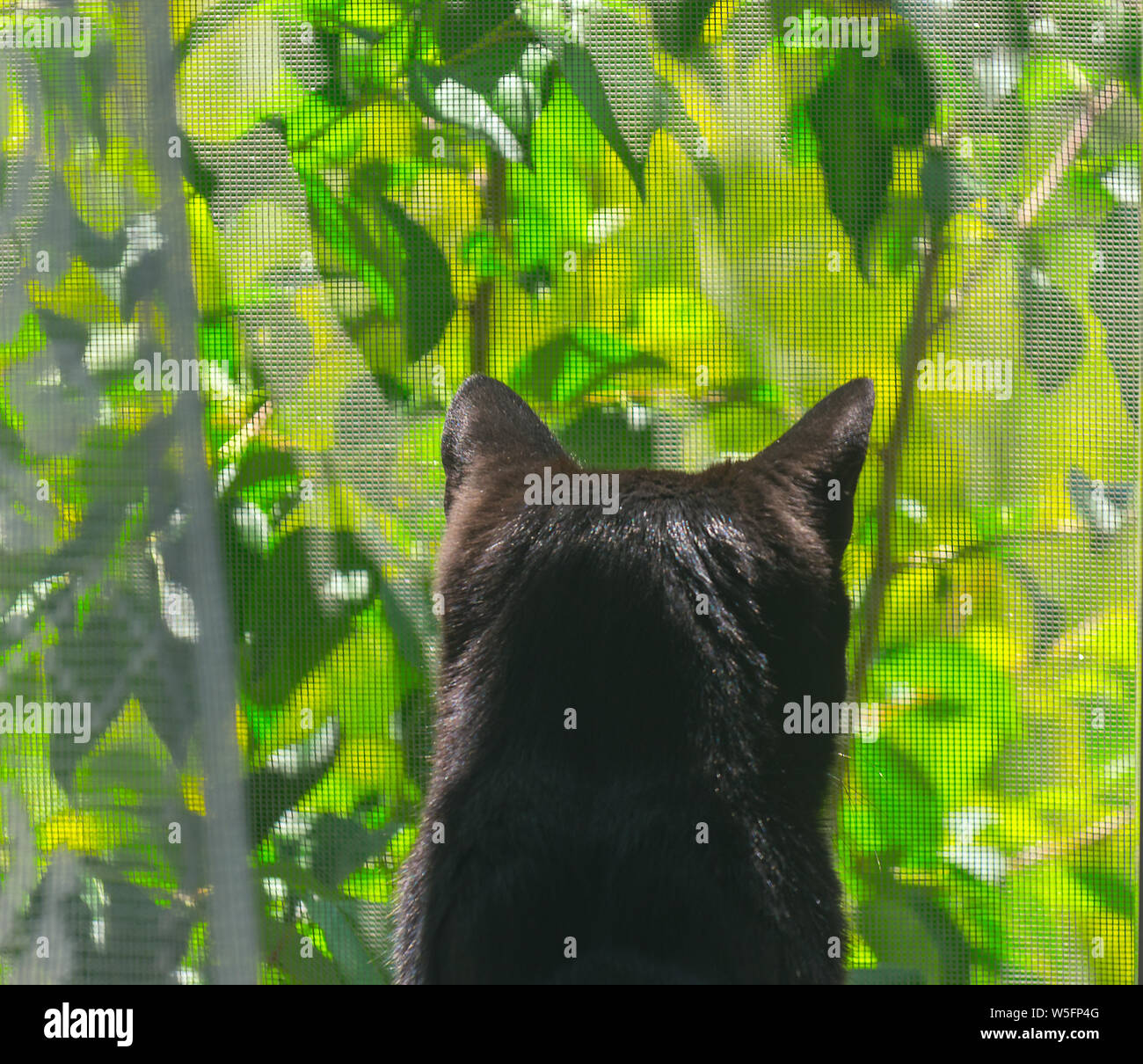 Dos de la chat noir sur le rebord de la fenêtre regardant le jardin par le Treillis sur une chaude journée d'été. Banque D'Images