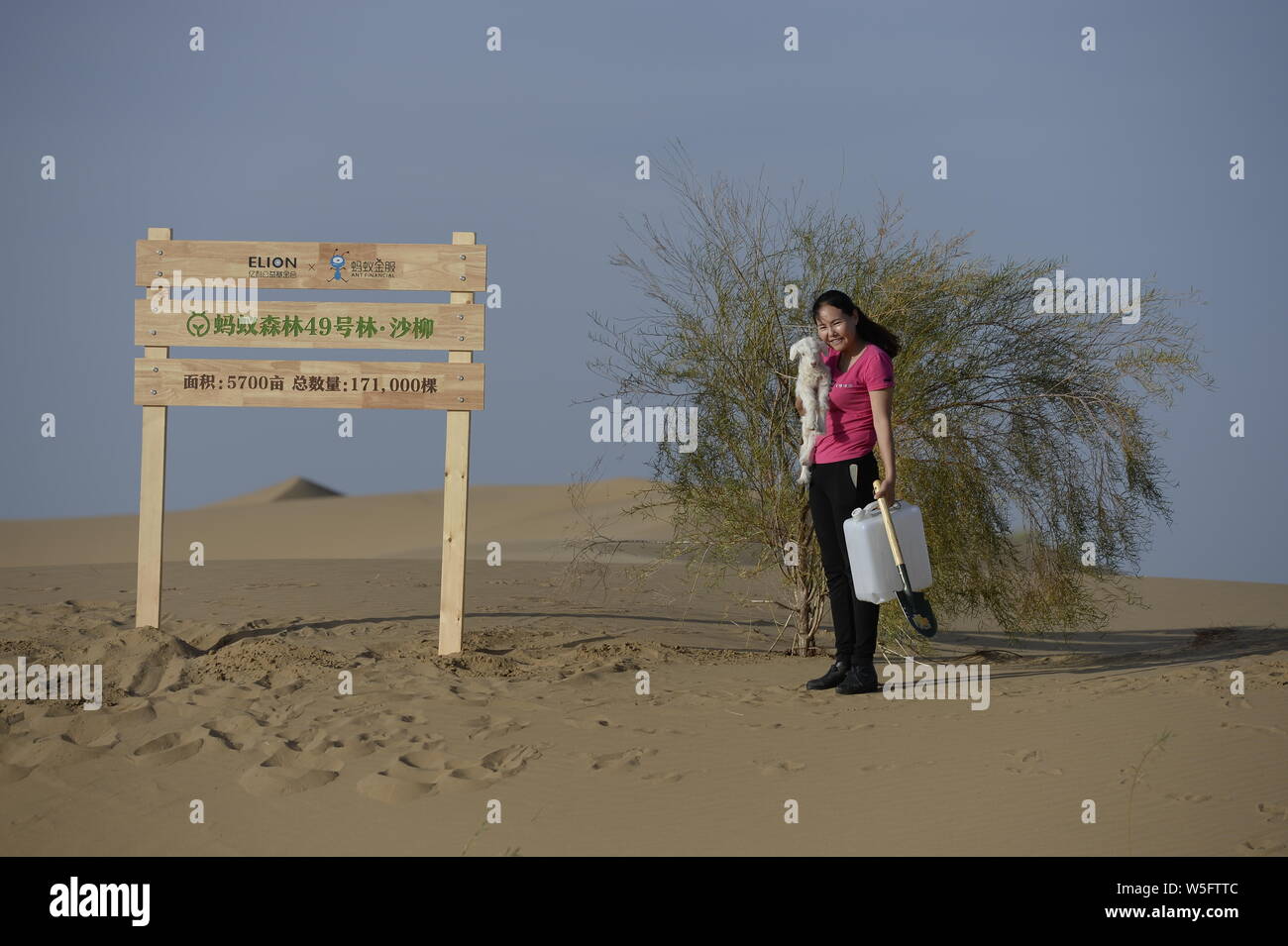 Dans cette photo non datée, un employé pose avec un saule planté pour prévenir et contrôler de la désertification par Ant Forest, en vertu de l'Ant Banque D'Images