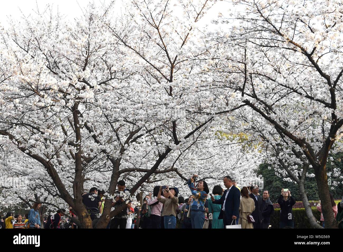 Les touristes et les étudiants profiter du paysage de l'fleurs de cerisier en fleurs sur le campus de l'Université de Wuhan à Wuhan, Chine centrale's Hu Banque D'Images