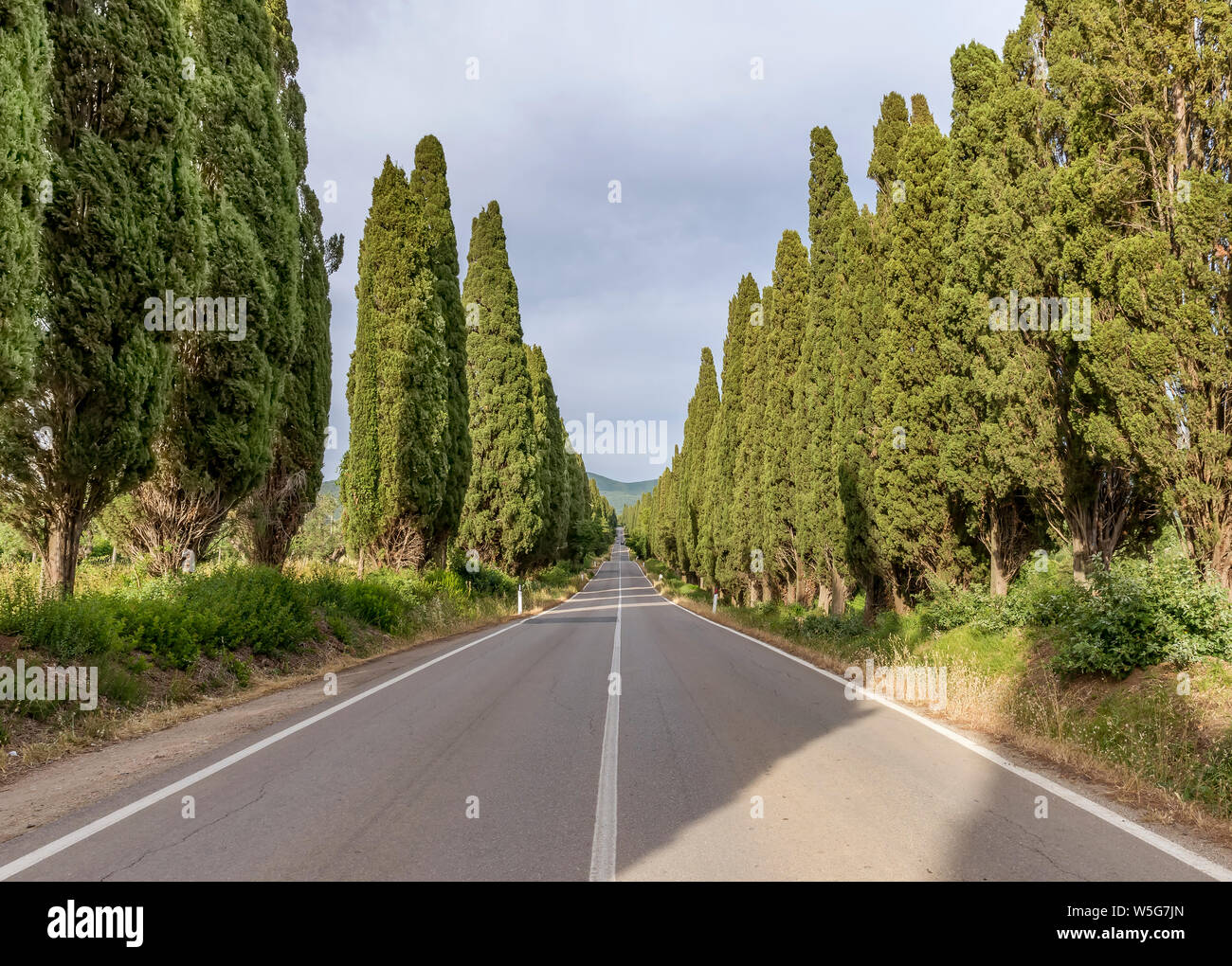 La célèbre route bordée de cyprès menant au charmant village de Bolgheri, Toscane, Italie Banque D'Images