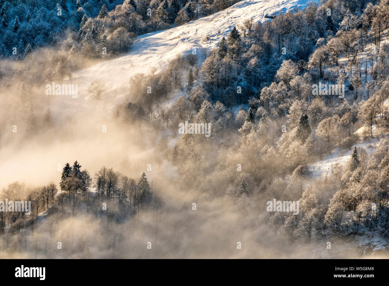 L'Italie, Lombardie, Alpes Orobie Regional Park, congelé forêt, pente de Mt. Sodadura (2010 m) Banque D'Images