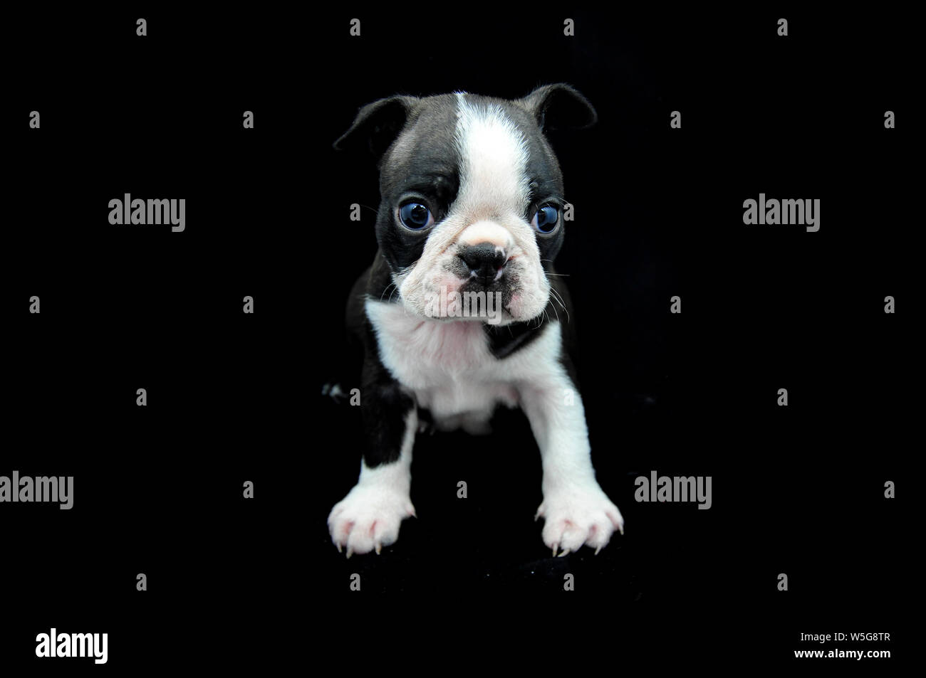 La plus mignonne des Boston Terrier breed puppy look. Chien nouveau-né gros plan sur l'arrière-plan noir. Bouledogue français alike Banque D'Images