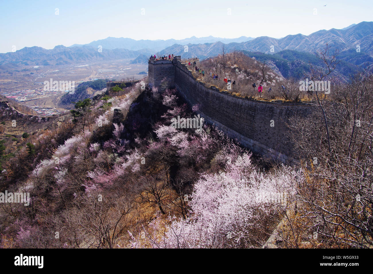 Paysage de la Grande Muraille de Zhuangdaokou, une des plus sauvages régions de la Grande Muraille de Chine, décoré de fleurs de pêchers en fleur pleine de Huai Banque D'Images