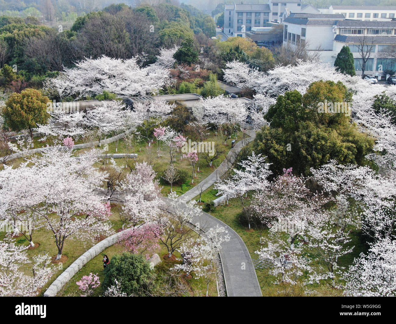 Le Mausolée de Ming Xiaoling est entouré de fleurs de cerisier en fleur pleine à la Purple Mountain à Shanghai, la Chine de l'est de la province de Jiangsu, 25 Banque D'Images