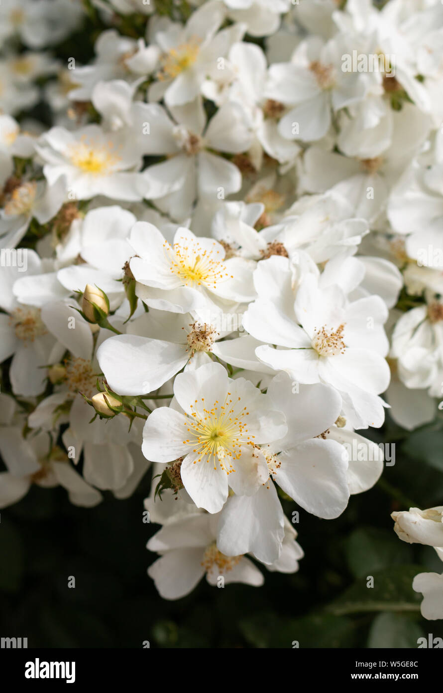 Petites fleurs blanches à centre jaune Banque D'Images