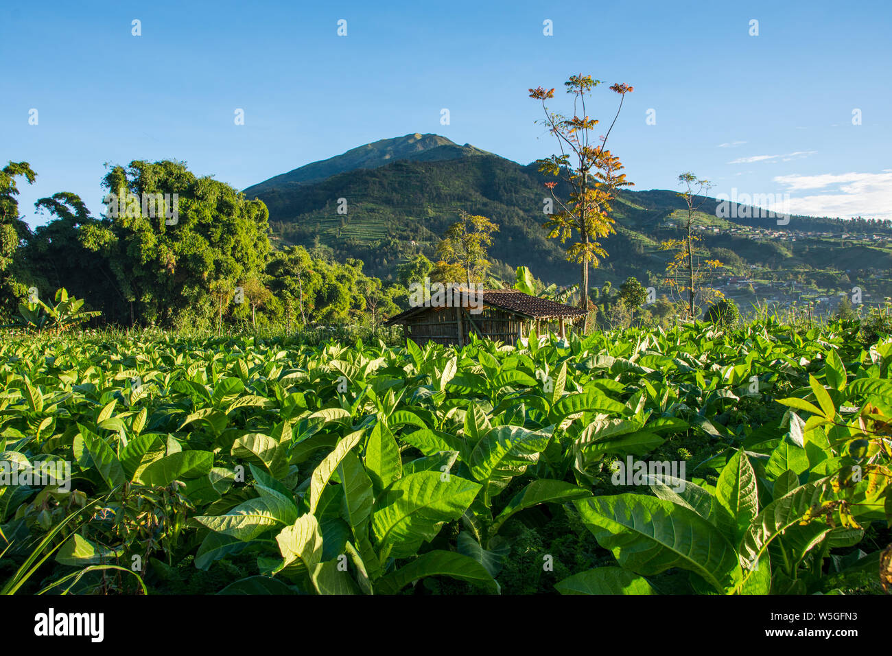Paysage panoramique vue sur la culture du tabac en Indonésie et la montagne en arrière-plan. Banque D'Images
