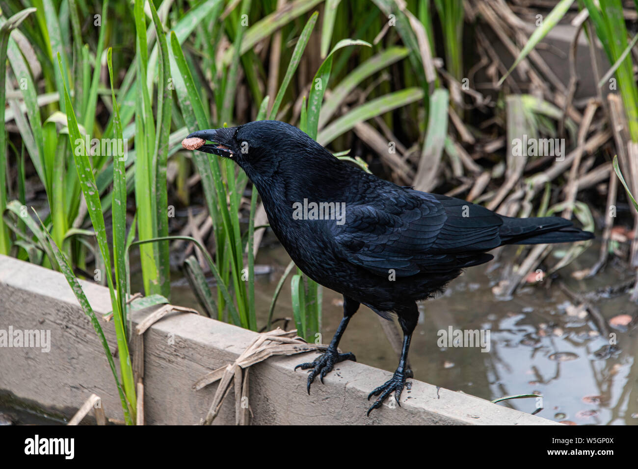 Corneille noire (Corvus corone) nourrir près d'un étang Banque D'Images