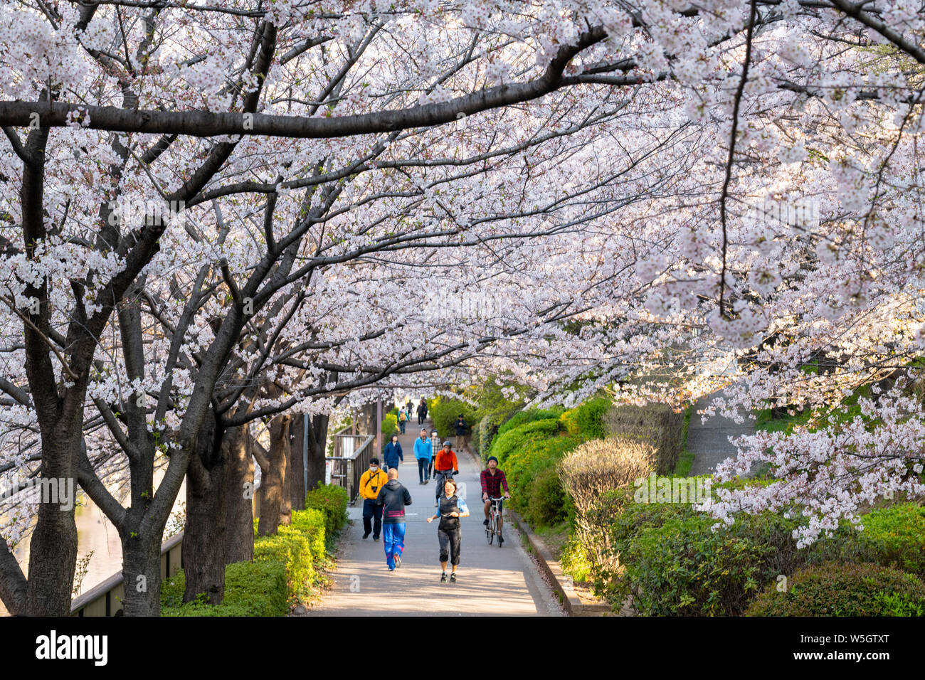 Tôt le matin sur la rivière Meguro, Tokyo, Japon, Asie Banque D'Images
