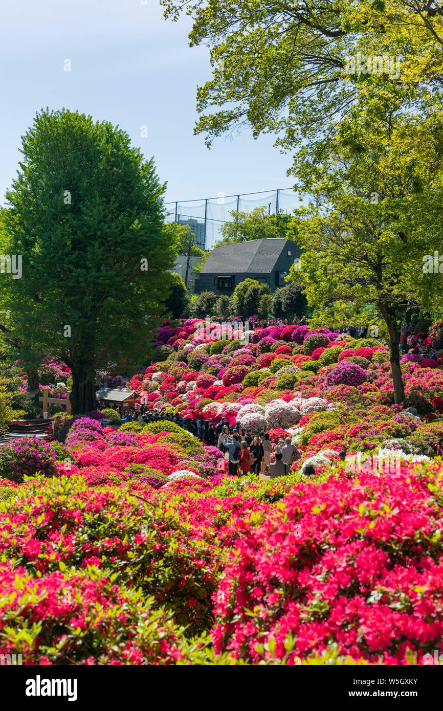 Azalées (Rhododendron) (famille des éricacées), Nezu, Tokyo, Japon, Asie Banque D'Images