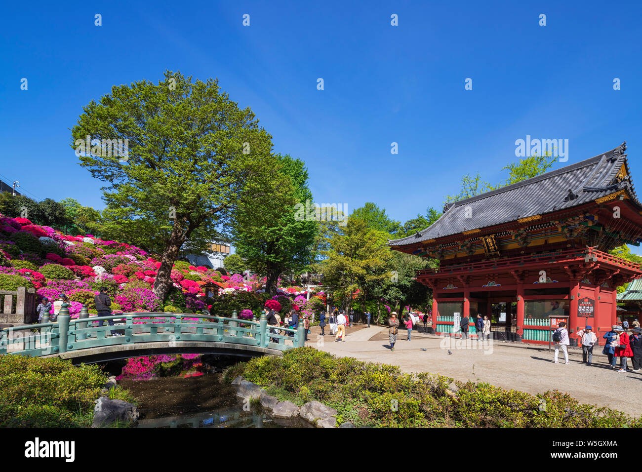 Azalées, Nezu, Tokyo, Japon, Asie Banque D'Images