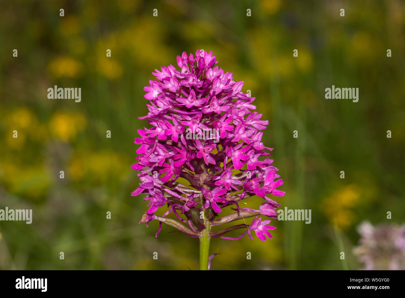 Anacamptis pyramidalis - l'orchidée pyramidale Banque D'Images