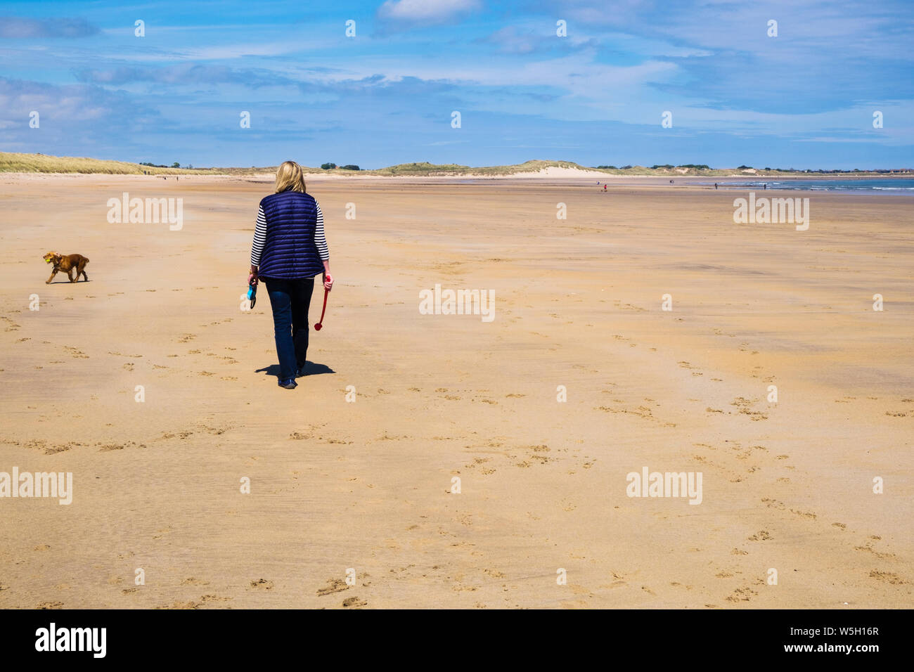 Femme marche l'exercice d'un chien Cocker sur une paisible plage de sable sur la côte nord-est. Beadnell, Northumberland, England, UK, Grande-Bretagne Banque D'Images