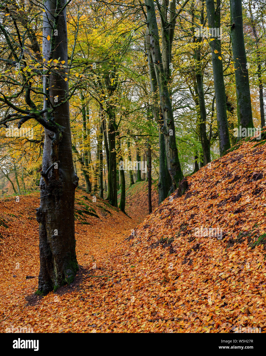 Les hêtres en automne avec leurs feuilles de couleur attrayante à Woodbury, Château près de Exmouth, Devon, Angleterre, Royaume-Uni, Europe Banque D'Images