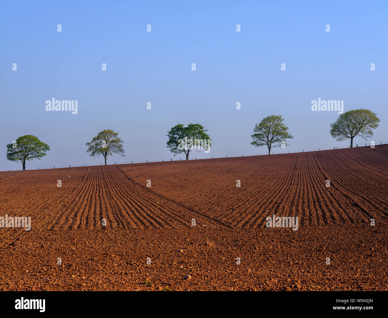 Feuillage de printemps sur la ligne d'arbres au-delà du champ labouré à Dart's Farm, Topsham, Devon, Angleterre, Royaume-Uni, Europe Banque D'Images