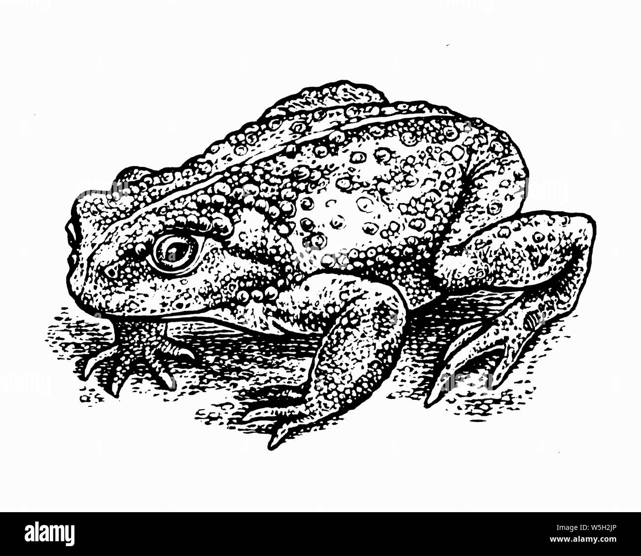 Gravure noir et blanc scraperboard de toad Banque D'Images