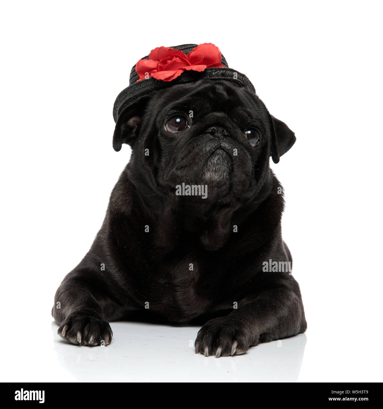 Belle black pug posing et à la recherche sur le côté avec sa bouche fermée tout en portant un adorable chapeau avec une rose rouge, couchée sur white studio zone Banque D'Images
