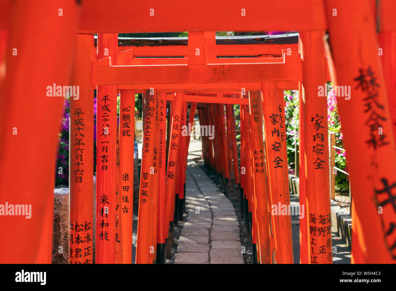 Sanctuaire Nezu, torii, Tokyo, Japon, Asie Banque D'Images