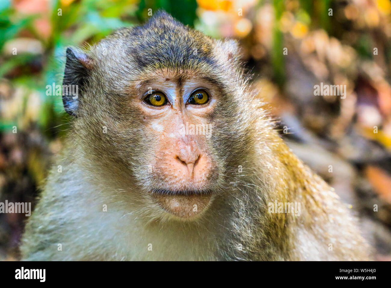 Manger du crabe (macaque macaque à longue queue) singe (Macaca fascicularis) dans la jungle, l'île de Koh Rong Sanloem, Sihanoukville, Cambodge Banque D'Images