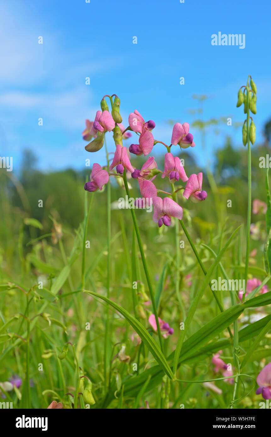 L'éternelle à feuilles étroites-pea (Lathyrus sylvestris) fleurs dans le pré Banque D'Images