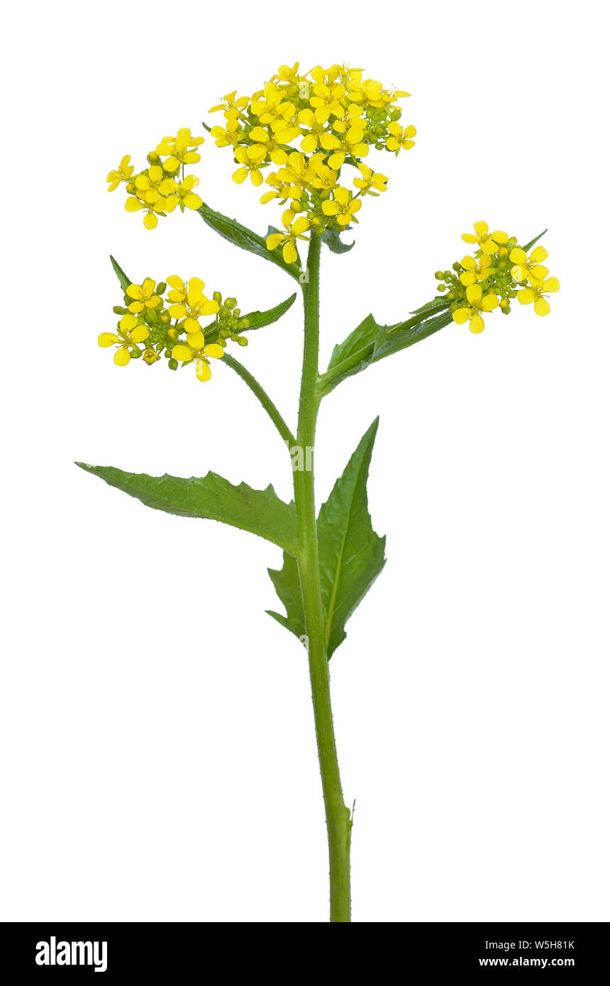 Fleur de colza isolé sur fond blanc Banque D'Images