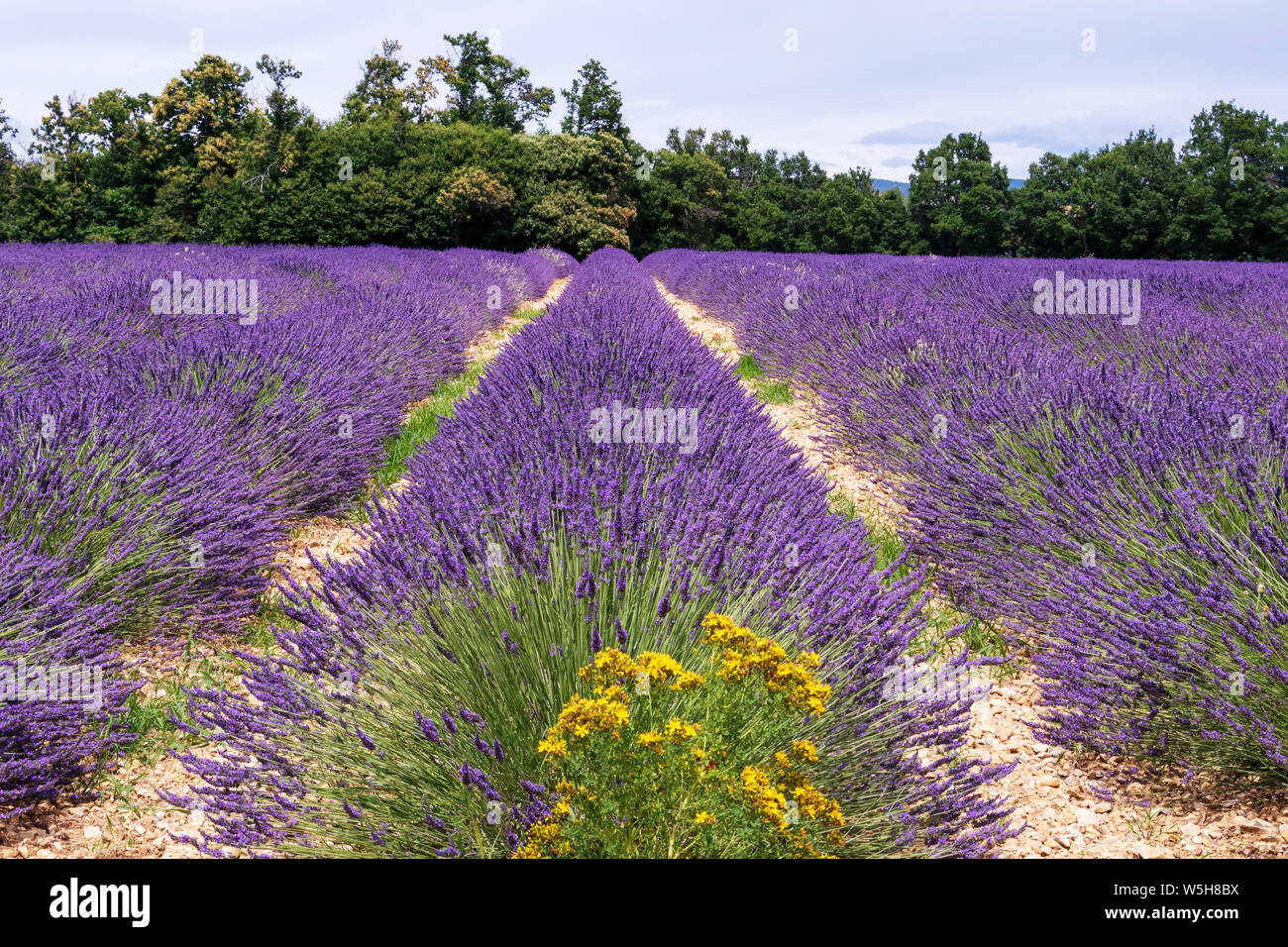 Les lignes de champs de lavande en Provence dans le sud de la France à saison de floraison. Attraction touristique populaire en été Europe Banque D'Images