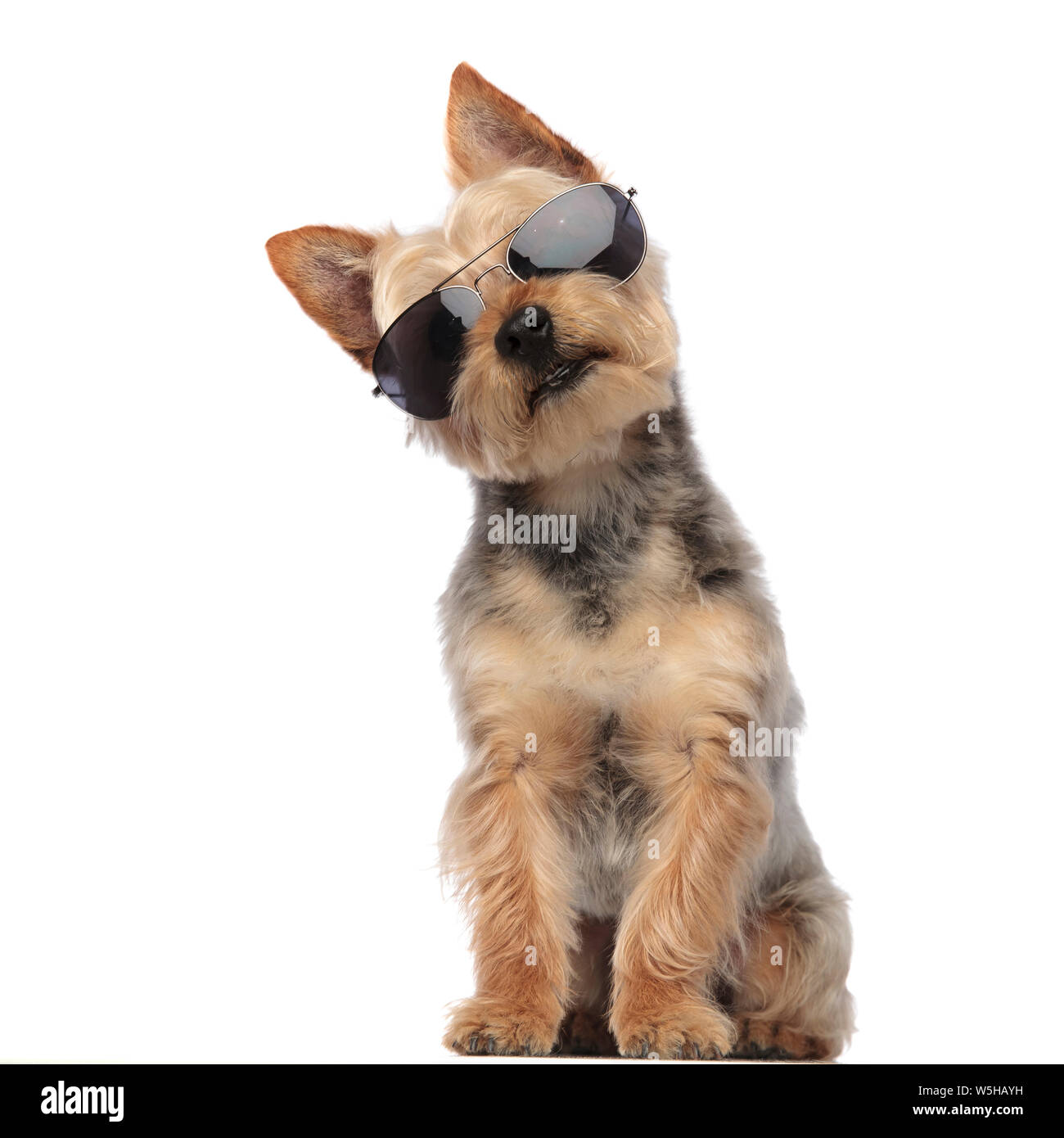 Portrait de Yorkshire Terrier avec sa tête inclinée à confus et portant des lunettes de soleil sur fond studio blanc Banque D'Images