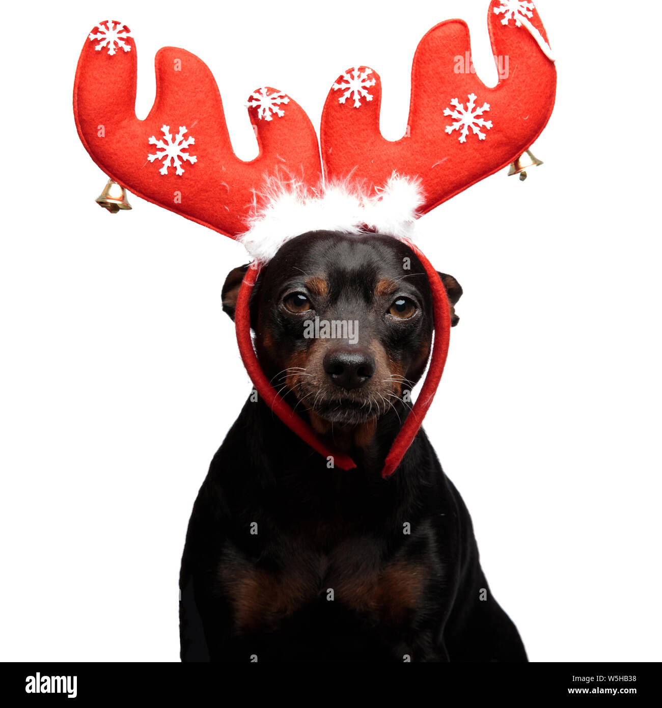 Portrait of a cute dog wairing cornes de renne tout en regardant vers l'avant à l'appareil photo sur un fond blanc Banque D'Images