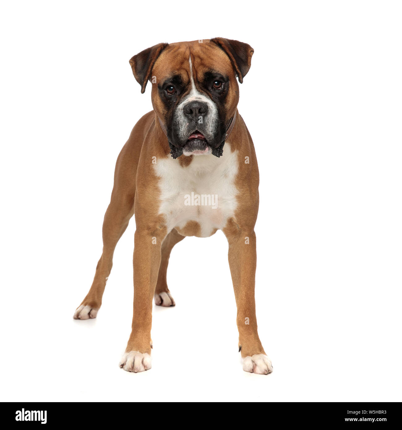 Superbe boxer debout sur ses pieds, à l'appareil photo à curieusement sur un fond blanc Banque D'Images