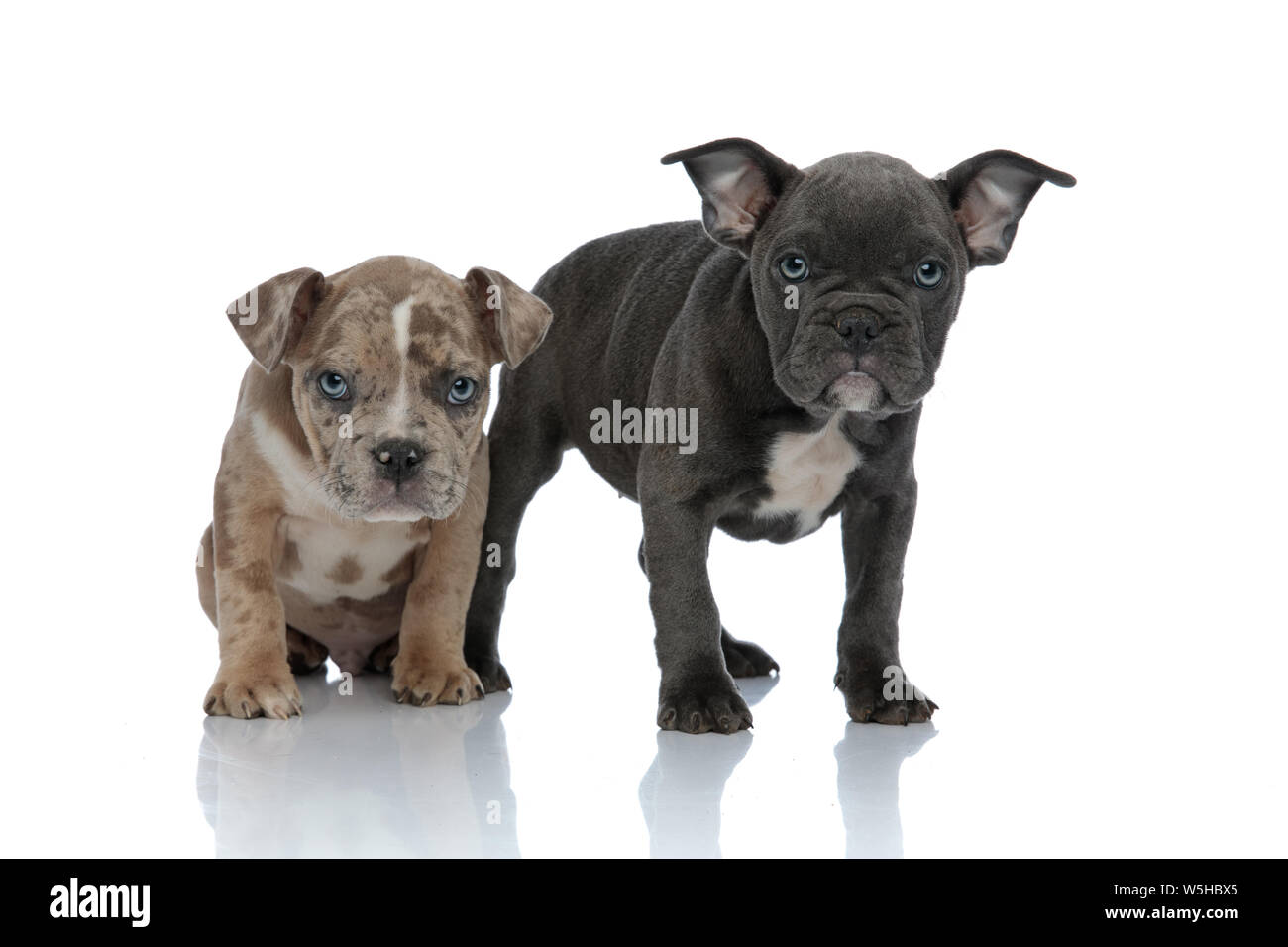 Chiot Amstaff à grave et permanent le long de la séance, les deux frères effrayés à l'avant on white background studio Banque D'Images